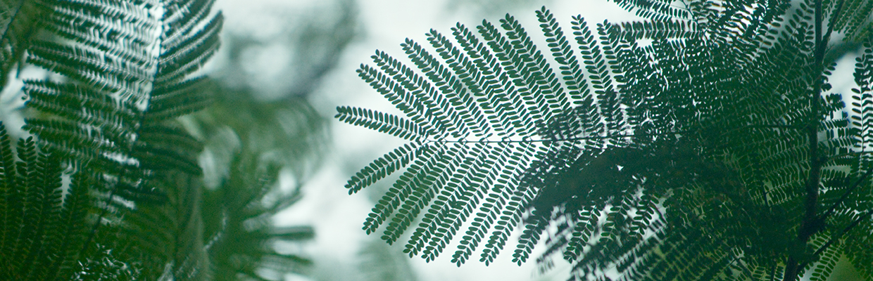 Pine leaves